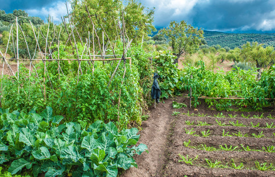 Spain, autonomous community of Aragon, Sierra y Ca&ntilde;ones de Guara natural park, vegetable garden