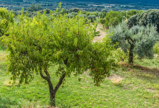 Spain, autonomous community of Aragon, Sierra y Ca&ntilde;ones de Guara natural park, almond trees and olive trees at Asque
