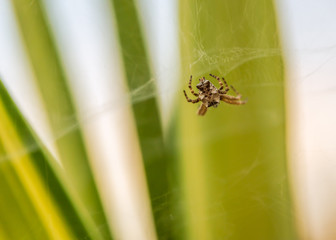Tentweb orbweaver spider on a web built around a yucca plant in Andalusia, Southern Spain