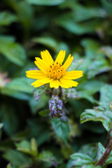 Yellow flowers in the garden beside my house