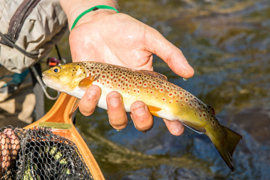 Auvergne - Rhone-Alpes - Haute-Loire - Fly fishing in the valley of Haute-Loire. A fish in the hand of the fisher.
