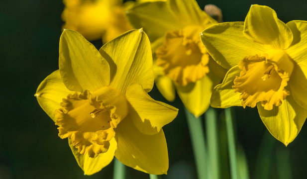 France, Bassin d'Arcachon, daffodils