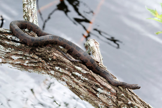 USA. Florida. Big Cypress National Preserve. Burmese python, an invasive species in southern Florida.