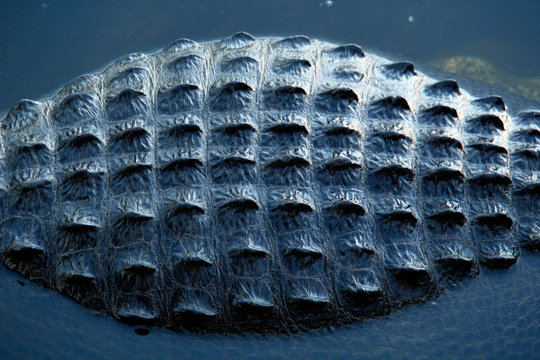 USA. Florida. Big Cypress National Preserve. Close up on the cuirass of an alligator.