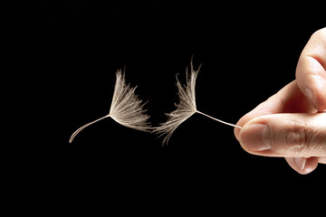 hand with two flying seeds of dandelion on dark background