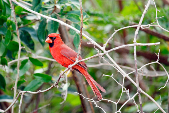 USA. Florida. Everglades National Park. Long Pine. Cardinal bird.