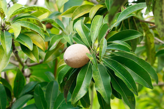 USA. Florida. Close up on a sapotillier fruit.