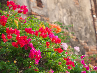 タイ王国　アユタヤ　/ ワット・ヤイ・チャイ・モンコン Wat Yai Chai Mongkon