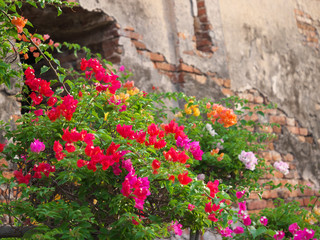 タイ王国　アユタヤ　/ ワット・ヤイ・チャイ・モンコン Wat Yai Chai Mongkon