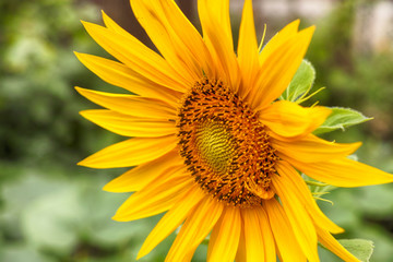 Sunflower in backyard