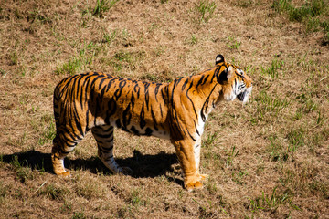 Fototapeta na wymiar Beautiful full-length tiger (Panthera tigris) with grass background