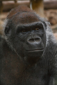 Beautiful short shot of a gorilla (Troglodytes Gorilla) looking at infinity