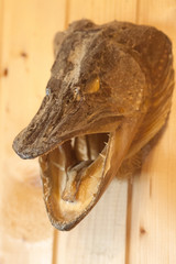 Pike head on the wall. Sharp teeth of a predatory fish. - Изображение