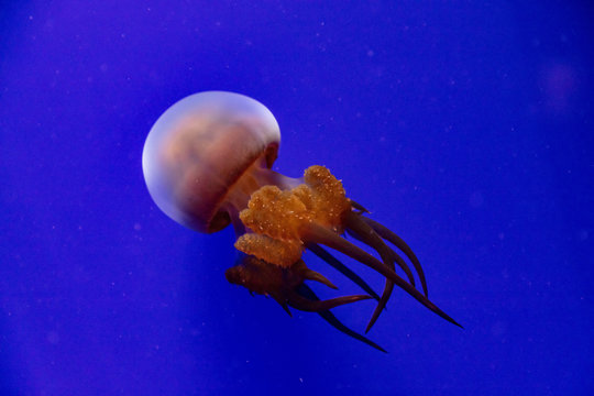 Jellyfish in blue water,