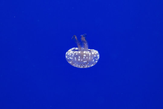 Jellyfish in blue water,