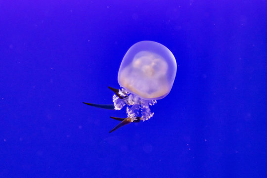 Jellyfish in blue water,