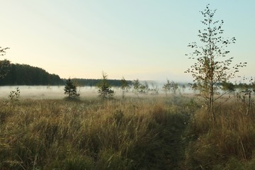 Russian forest. Morning fishing. Fog. Fascinating landscapes of the morning forest.