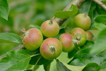 Unreife Äpfel an einem Baum.