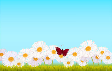 Fototapeta na wymiar Butterfly, daisy, grass nature sky floral blooming