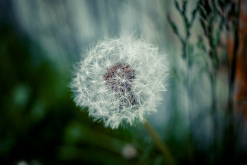 Dandelion close up with soft color and shallow focus