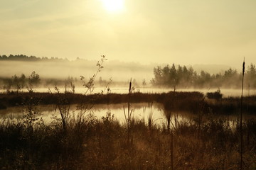 Russian forest. Morning fishing. Fog. Fascinating landscapes of the morning forest.