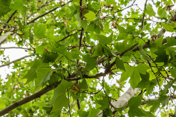 Almond on tree before ripening