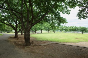 初夏の公園