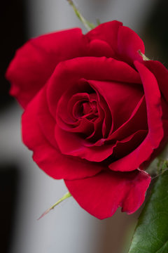 Scarlet red rose closeup. Symbol of love, postcards.