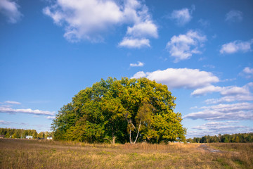 Relic oaks with lush crowns illuminated by the cold autumn sun.Beautiful ancient oak grove Golden autumn.