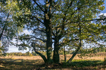 Fototapeta na wymiar Relic oaks with lush crowns illuminated by the cold autumn sun.Beautiful ancient oak grove Golden autumn.