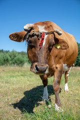 Krowy z podlasia © Piotr