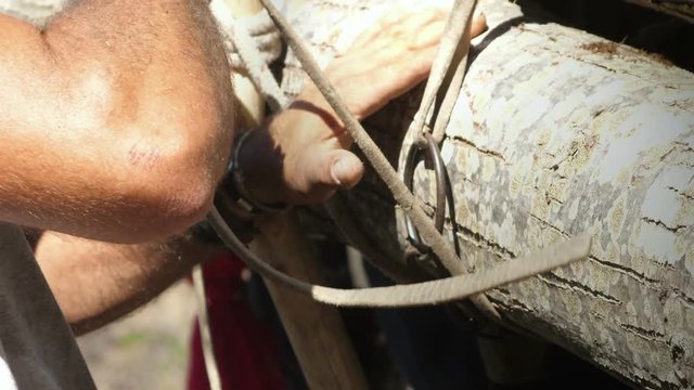 Woodman tying wood logs at horse packsaddle