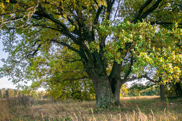Fototapeta premium Relic oaks with lush crowns illuminated by the cold autumn sun.Beautiful ancient oak grove Golden autumn.