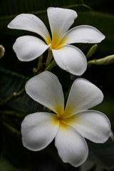 Fototapeta na wymiar White flowers, gardening beside my house