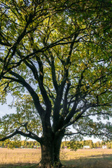 Obraz premium Relic oaks with lush crowns illuminated by the cold autumn sun.Beautiful ancient oak grove Golden autumn.