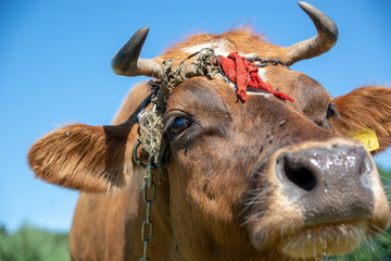 Krowy z podlasia © Piotr