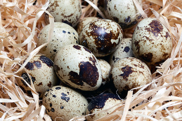 Obraz premium Quail eggs in hay of hay on white blackground