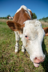 Krowy z podlasia © Piotr