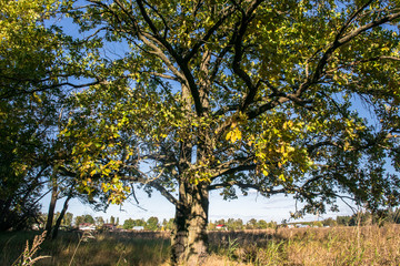 Relic oaks with lush crowns illuminated by the cold autumn sun.Beautiful ancient oak grove Golden autumn.