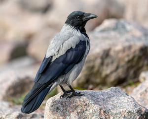 gray crow sits on a stone