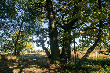 Relic oaks with lush crowns illuminated by the cold autumn sun.Beautiful ancient oak grove Golden autumn