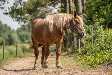 Krowy z podlasia © Piotr