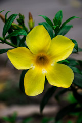 Yellow flower garden beside my house