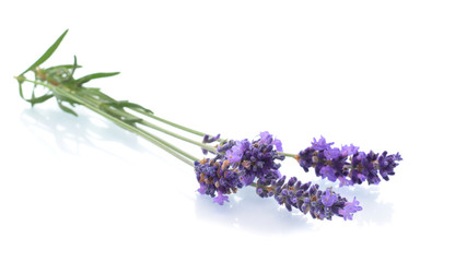 Lavender flower in bunch isolated on white