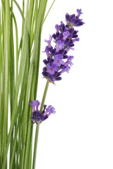 Obraz premium Lavender
