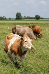 Krowy z podlasia © Piotr