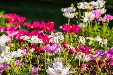 Uplifting colorful Cosmos flowers under the cheerful sunlight. Popular decorative plant for landscaping of public and private recr. Floriculture, happiness.