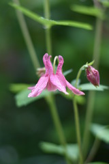 Obraz premium Blühende Akelei (Aquilegia)