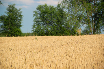 Field of wheat on a sunny day