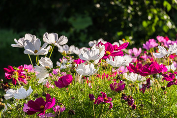 Uplifting colorful Cosmos flowers under the cheerful sunlight. Popular decorative plant for landscaping of public and private recr. Floriculture, happiness.